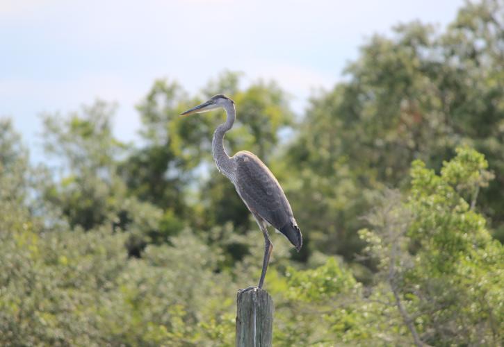 Great Blue Heron sits on a tree with lush green vegetation in the background.